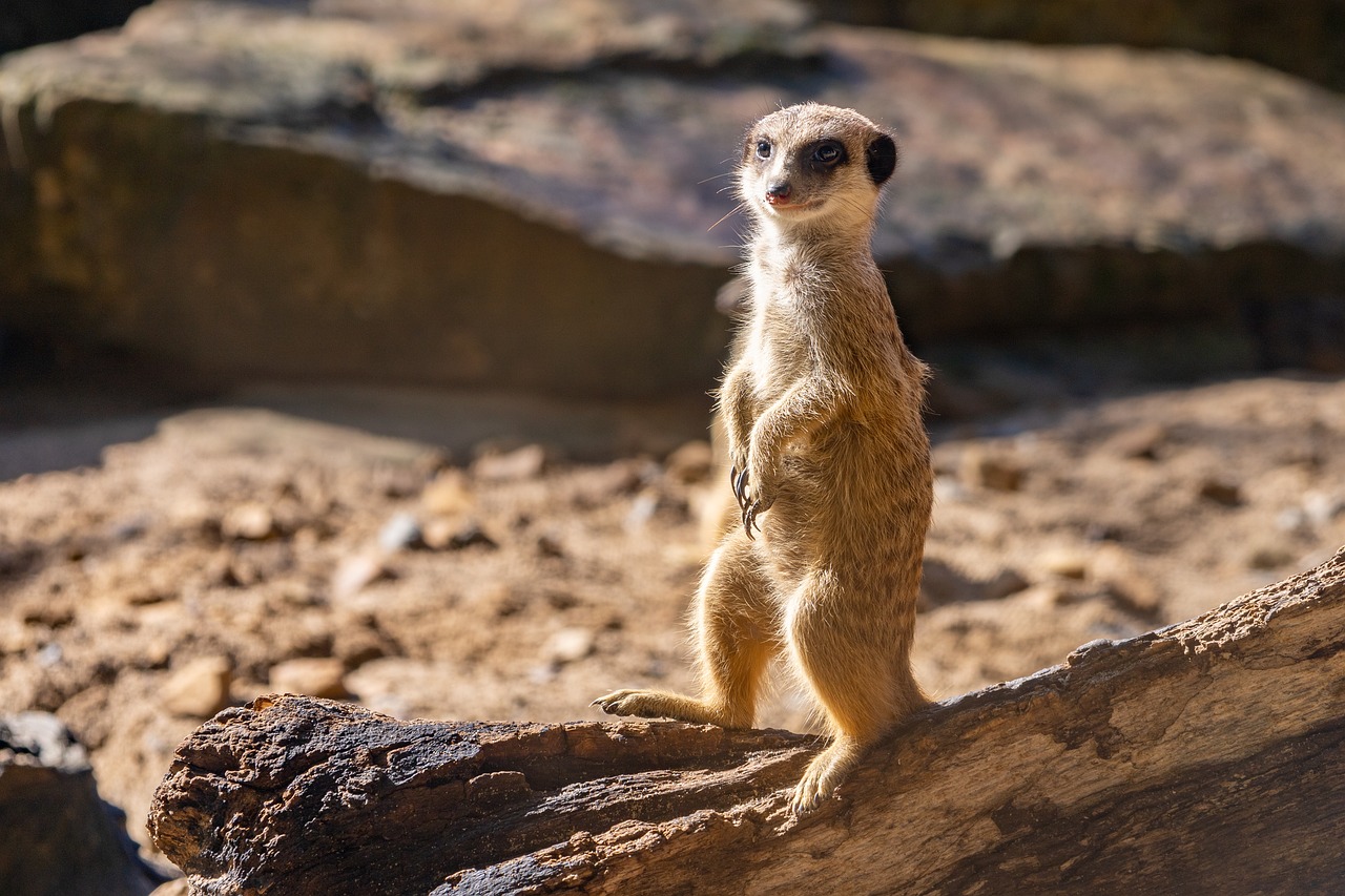 zoo münster